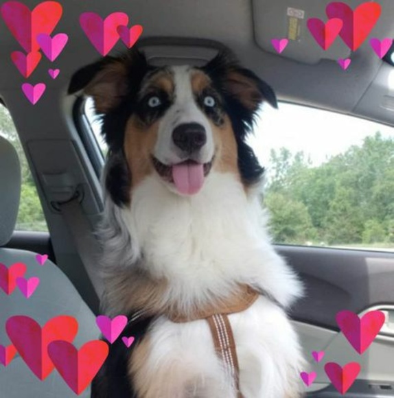 Meet your Posher, Amayah - Picture 1 of 1